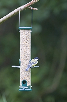 Great Tit Bird Stampe: 004394