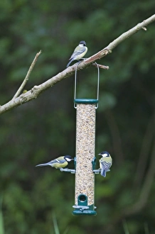 Bird Feeder Photos Stampe: 004397