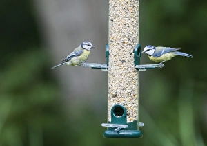 Wildlife Garden Photography Stampe: 004399