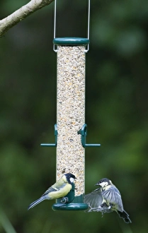 Woodland Bird Photography Stampe: 004400