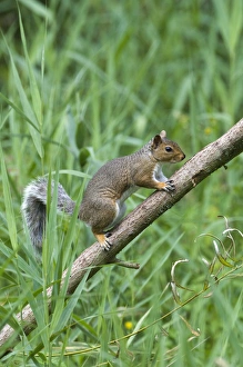 Eastern Gray Squirrel Stampe: 004402