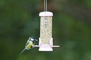Bird Feeding Station Stampe: 004403