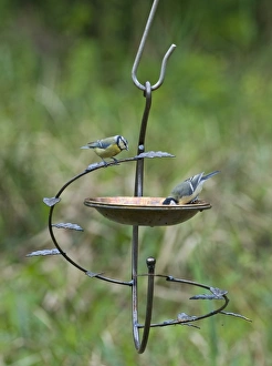 Garden Wildlife Photography Stampe: 004411