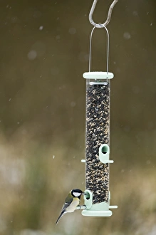 Bird Feeding Station Stampe: 005028