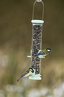 Birds In Snow Stampe: 005030