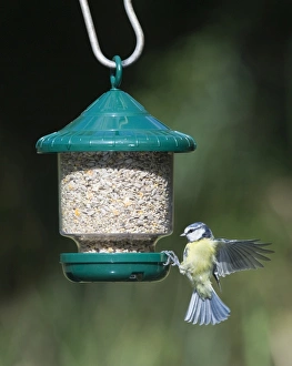 Bird Feeding Behavior Stampe: 005647