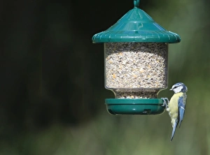 Blue Tit Bird Stampe: 005648