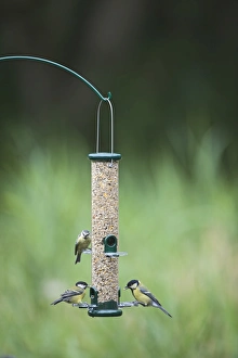 Nature Scene Stampe: 005650