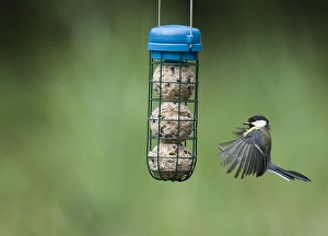 David Tipling Images Stampe: 005653