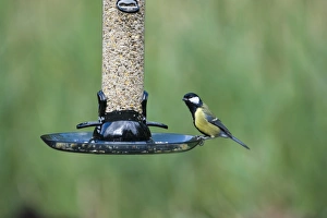 Bird Feeder Photography Stampe: 005691