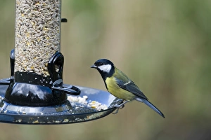 Bird Feeder Photos Stampe: 005693