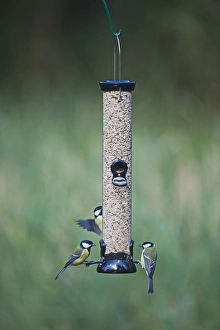 Nature Scene Stampe: 005700