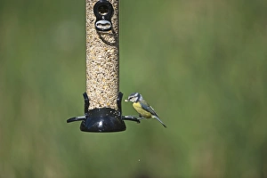 Serene Bird Photography Stampe: 005701