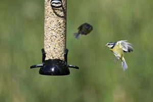 Bird Feeder Photography Stampe: 005703