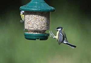 Bird Feeder Photography Stampe: 005707