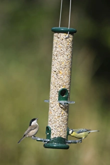 Parus Major Bird Species Stampe: 005712