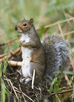 Curious Squirrel Stampe: 005713
