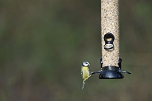 Bird Feeding Station Stampe: 005789