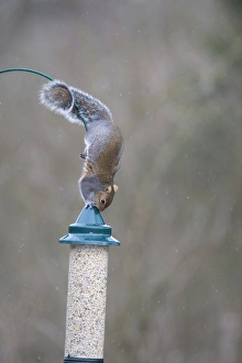 Urban Squirrel Behavior Stampe: 005871