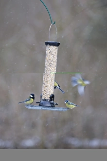 Natural Habitat For Birds Stampe: 005877