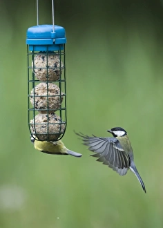 Bird Watching Images Stampe: 005985