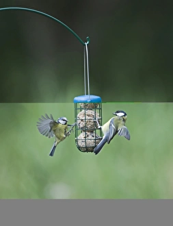 Wildlife Photographer Uk Stampe: 005986