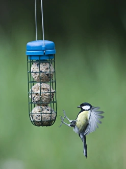 David Tipling Images Stampe: 005987