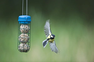David Tipling Images Stampe: 005988
