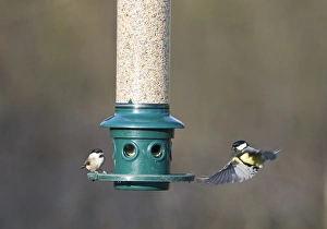 Bird Feeder Photography Stampe: 006272