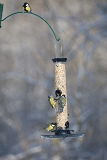 Vibrant Bird Photography Stampe: 006282