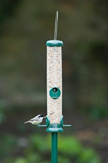 Bird Feeder Photos Stampe: 006462
