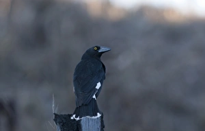 Australian Native Birds Stampe: 007067