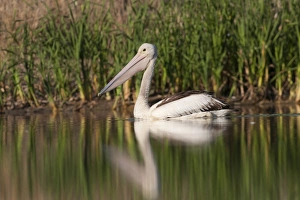 Australian Pelican Stampe: 007068