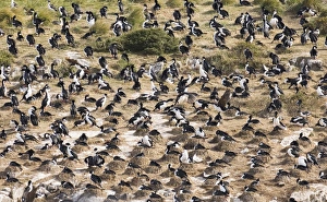 South American Seabirds Stampe: 01931dt