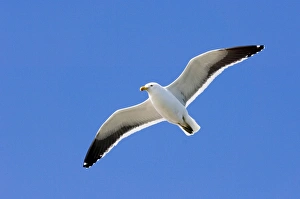 South American Seabirds Stampe: 01945dt