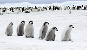 Antarctic Wildlife Photography Stampe: 01978dt