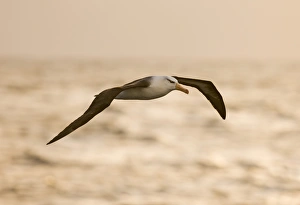 Southern Ocean Wildlife Stampe: 02007dt