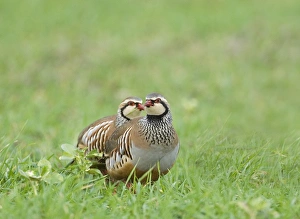 Bird Photography In Winter Stampe: 02020dt