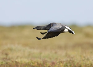 North Norfolk Wildlife Stampe: 02401dt