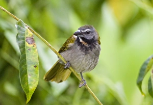 Tropical Bird Photography Stampe: 02407dt