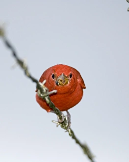 Panama Bird Species Stampe: 02409dt