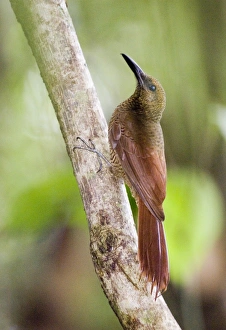 Central America Wildlife Images Stampe: 02411dt