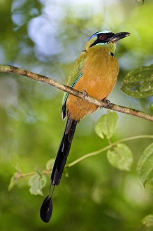 Stampe di Motmottu di Corona Azzurra (Momotus momota) Conexione Panamensis Subsp. soverianae Immagini datate 2005 novembre: 02413dt