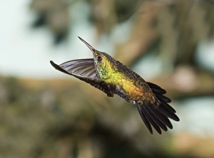 David Tipling Wildlife Photography Stampe: 02420dt