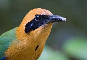 Panama Bird Species Stampe: 02429dt