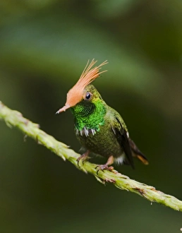 El Valle Panama Birds Stampe: 02431dt