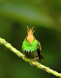 El Valle Panama Birds Stampe: 02433dt