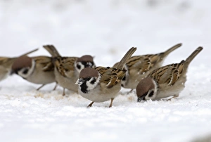 Winter Bird Photography UK Stampe: 02444dt