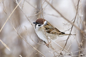 Stampe di Cigno di albero Passer montanus Norfolk Regno Unito invernale Montanus Stampe: 02445dt