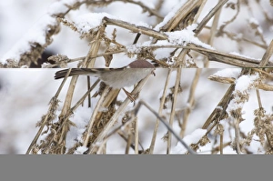 Norfolk Wildlife Images Stampe: 02446dt